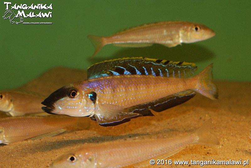 Enantiopus melanogenys 'Kombe'